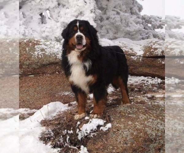 Medium Photo #1 Bernese Mountain Dog Puppy For Sale in MCCONNELSVILLE, OH, USA