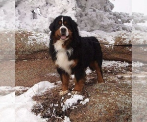 Father of the Bernese Mountain Dog puppies born on 10/08/2020