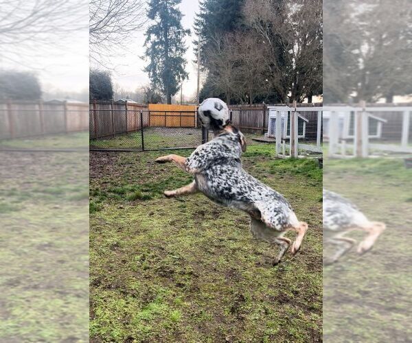 Medium Photo #1 Australian Cattle Dog Puppy For Sale in PUYALLUP, WA, USA