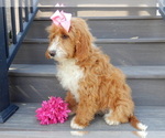 Small Photo #3 Goldendoodle (Miniature) Puppy For Sale in MILLERSBURG, OH, USA