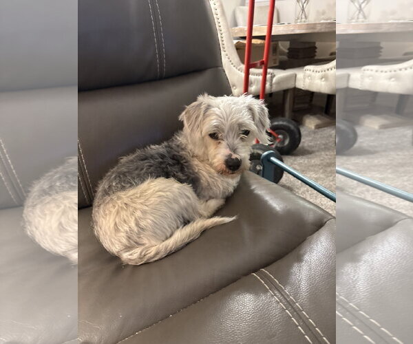 Medium Photo #9 Poodle (Miniature)-Unknown Mix Puppy For Sale in Holly Springs, NC, USA