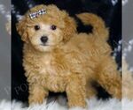 Small Photo #98 Maltipoo (Miniature) Puppy For Sale in WARSAW, IN, USA