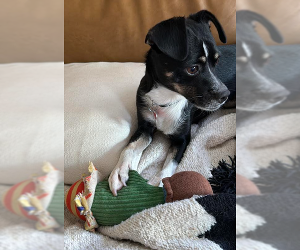 Medium Photo #3 Chihuahua-Unknown Mix Puppy For Sale in San Diego, CA, USA