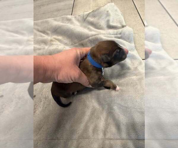 Medium Photo #1 Mutt Puppy For Sale in Imlay City, MI, USA