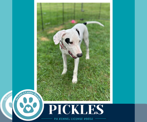 Labrador Retriever-Unknown Mix Dogs for adoption in Kimberton, PA, USA