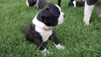 Small Photo #8 Boston Terrier Puppy For Sale in BRKN ARW, OK, USA
