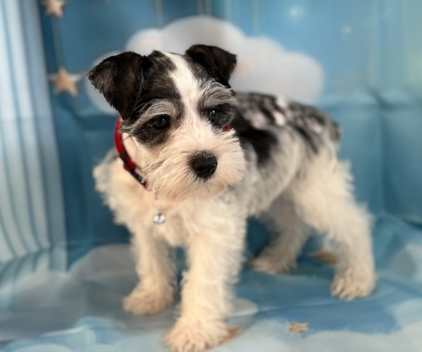 Medium Photo #1 Schnauzer (Miniature) Puppy For Sale in CENTER HILL, FL, USA