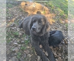 Small Photo #1 Newfoundland Puppy For Sale in SPIRO, OK, USA