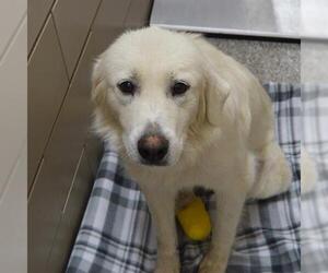 Great Pyrenees Dogs for adoption in Murfreesboro, TN, USA