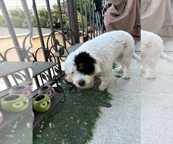 Medium Photo #2 Mutt Puppy For Sale in Lake Forest, CA, USA