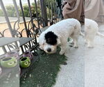 Small #1 Mutt
