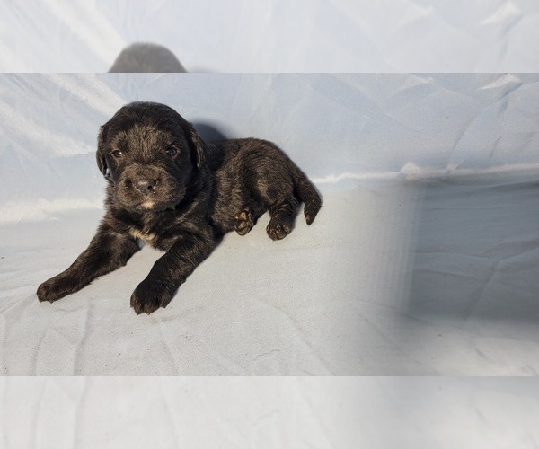 Medium Photo #5 Golden Mountain Dog Puppy For Sale in BLACK FOREST, CO, USA