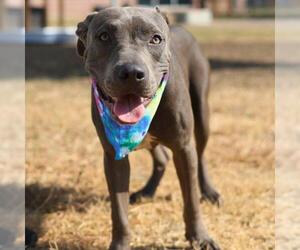 American Staffordshire Terrier-Unknown Mix Dogs for adoption in San Antonio, TX, USA