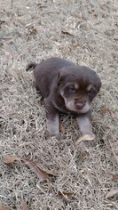Labrador Retriever Puppy for sale in MORGANTON, NC, USA