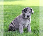 Small #4 Great Dane