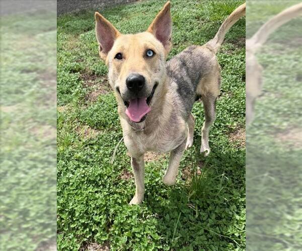 Medium Photo #1 German Shepherd Dog-Unknown Mix Puppy For Sale in Conroe, TX, USA