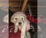 Small Photo #3 Poodle (Standard) Puppy For Sale in BEVERLY, OH, USA