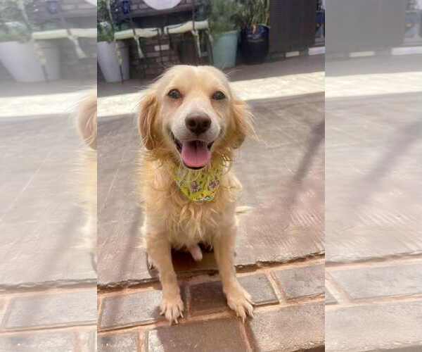 Medium Photo #2 Golden Retriever-Unknown Mix Puppy For Sale in Escondido, CA, USA
