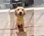 Small #1 Golden Retriever Mix