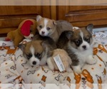 Image preview for Ad Listing. Nickname: Litter of 2
