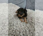 Litter of 3 - Male(s) and Female(s) Yorkshire TerrierLitter of Puppies for Sale - Photo #6