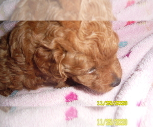 Poodle (Toy) Puppy for sale in DULUTH, GA, USA