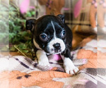 Small Photo #3 Boston Terrier Puppy For Sale in WAKARUSA, IN, USA