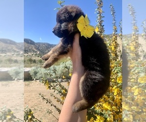 German Shepherd Dog Puppy for Sale in PINON HILLS, California USA
