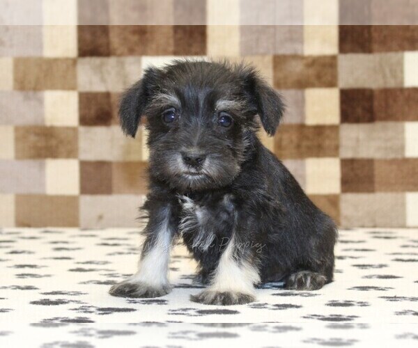 Medium Photo #3 Schnauzer (Miniature) Puppy For Sale in DENVER, PA, USA