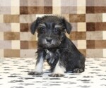 Small #2 Schnauzer (Miniature)