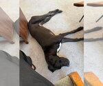 Small #2 Great Dane