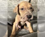Puppy Snowflake Great Dane