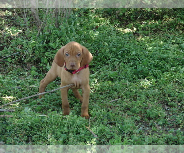 Medium Photo #4 Vizsla Puppy For Sale in AMORITA, OK, USA