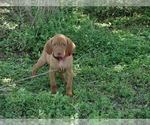 Small #3 Vizsla