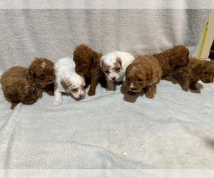 Cavapoo (Miniature) Litter for sale in MUNFORDVILLE, KY, USA