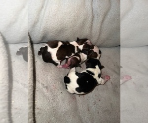 Yorkshire Terrier Puppy for sale in HAYWARD, CA, USA