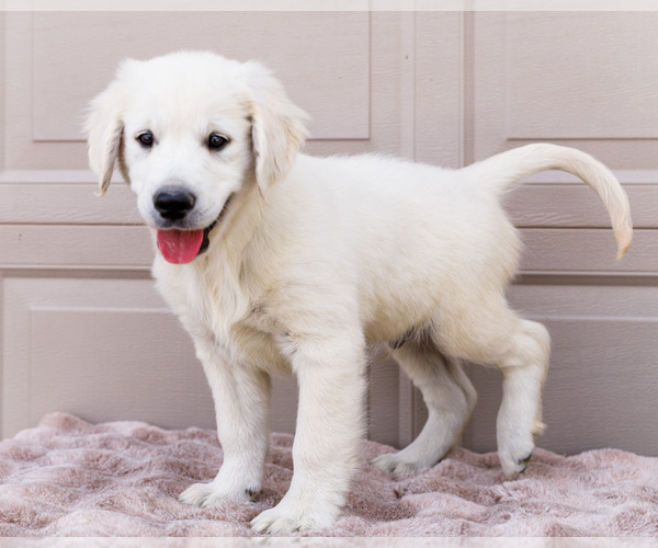 Medium Photo #4 English Cream Golden Retriever Puppy For Sale in WAKARUSA, IN, USA