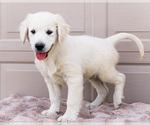Small #3 English Cream Golden Retriever