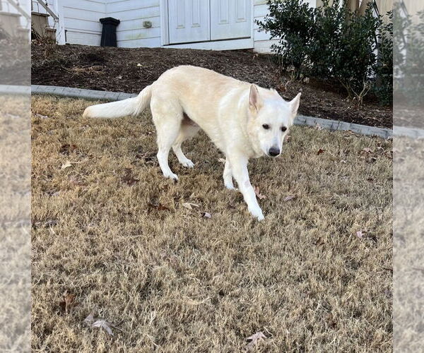 Medium Photo #2 German Shepherd Dog Puppy For Sale in La Grange , NC, USA