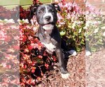 Small #18 American Staffordshire Terrier Mix