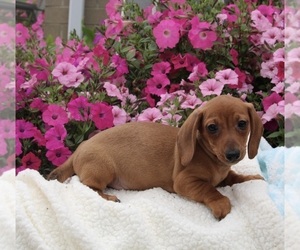 Dachshund Puppy for sale in FREDERICKSBURG, OH, USA