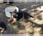 Small Photo #14 German Shepherd Dog Puppy For Sale in EAGLE CREEK, OR, USA