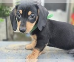 Puppy Peaches Dachshund