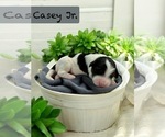 Image preview for Ad Listing. Nickname: Casey Jr