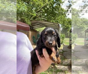 Dachshund Puppy for sale in ATHENS, TX, USA