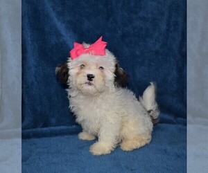 ShihPoo Puppy for sale in BARNESVILLE, KS, USA