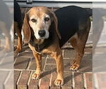 Small #3 Beagle