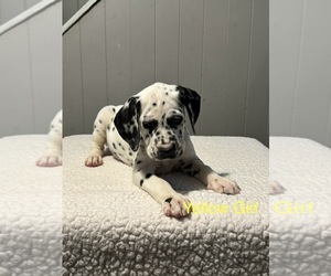 Dalmatian Puppy for sale in RIMERSBURG, PA, USA