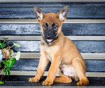 Puppy Watch Malinois