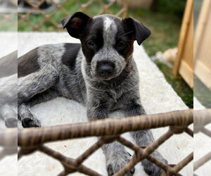 Hermione - Female Mutt Dog for Adoption - Photo #3